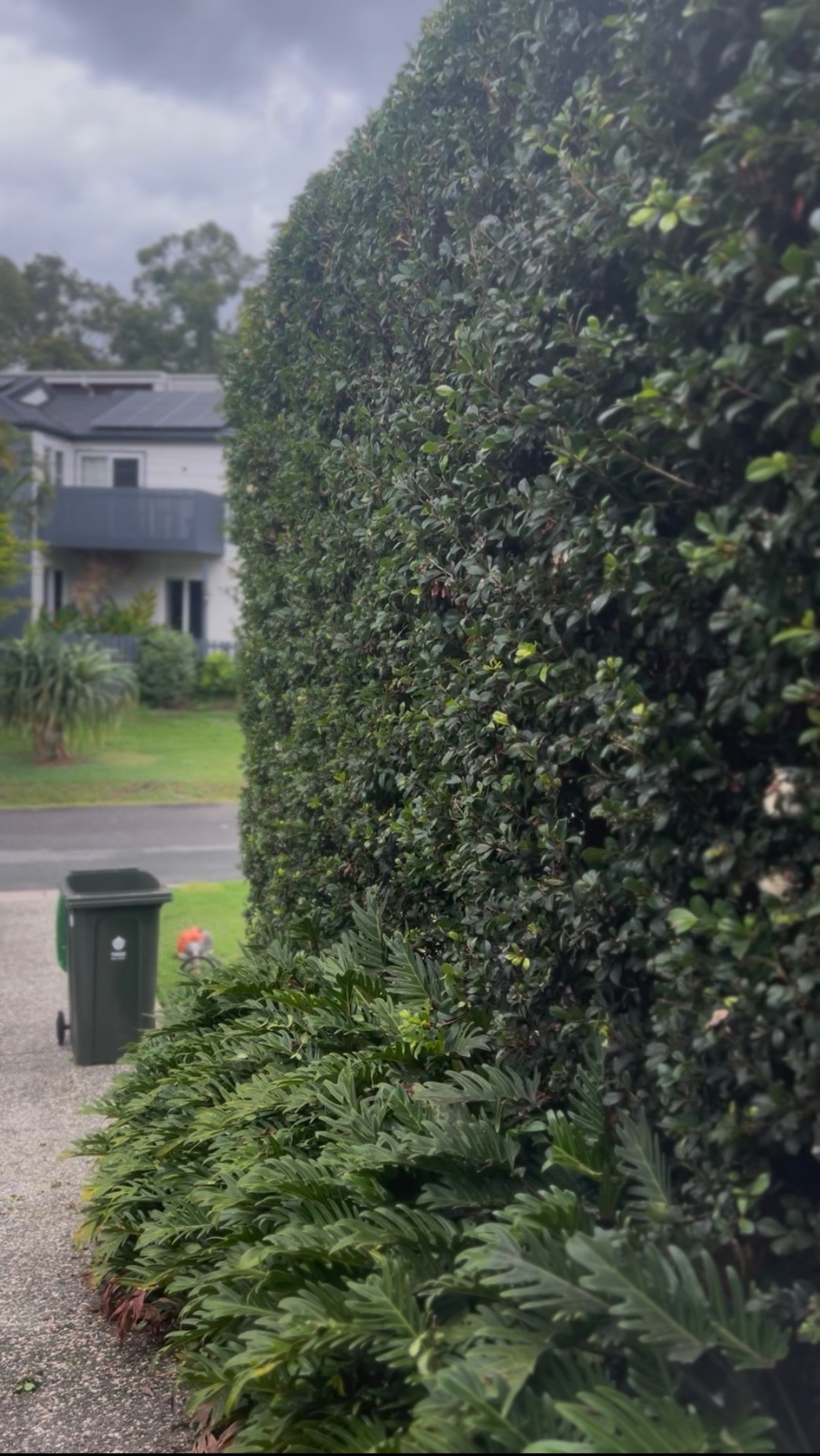 Tall lilly pilly screening hedge trimmed square along a driveway with a zamia understorey