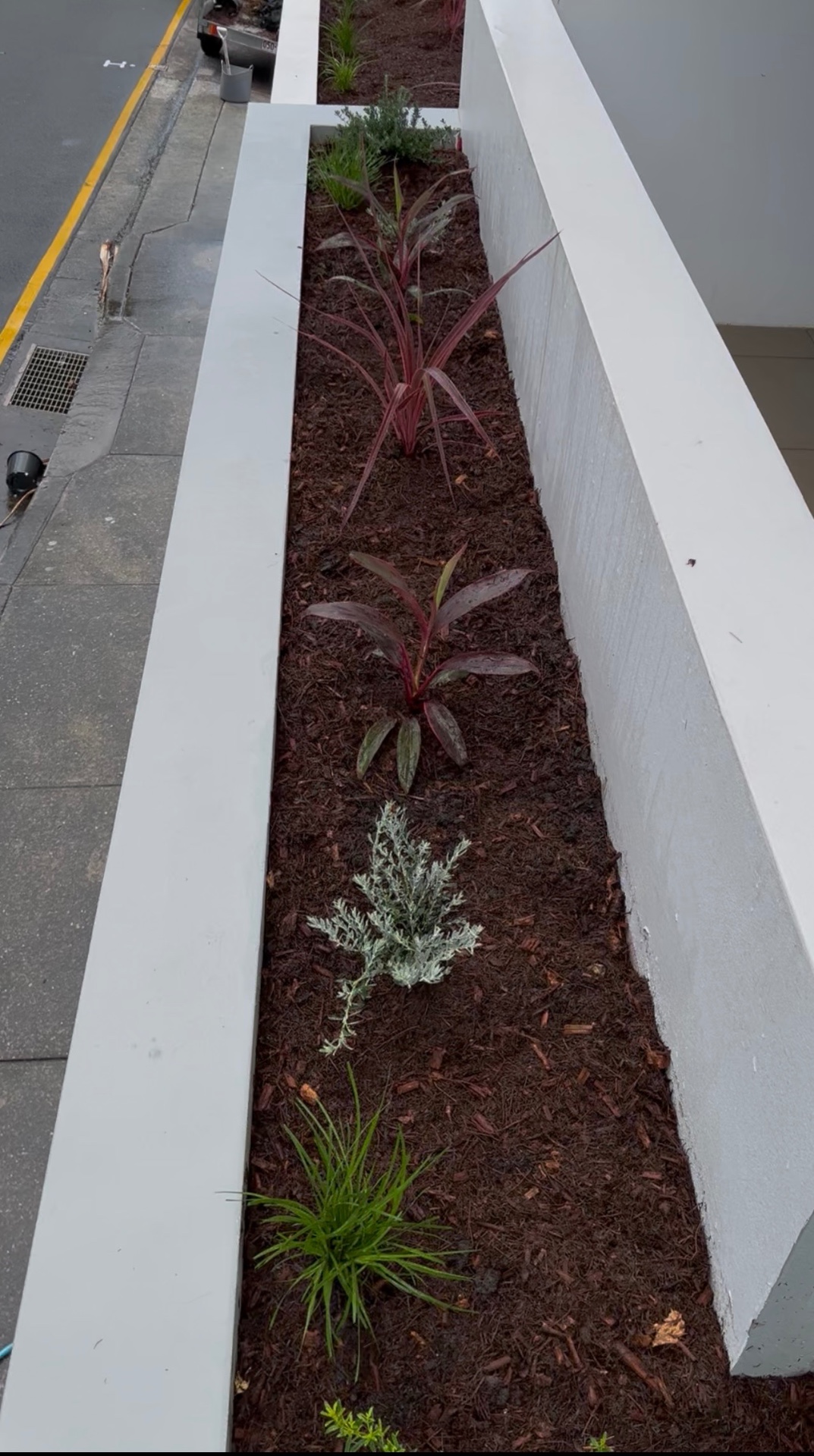 Narrow white planter bed beside a footpath planted with pink cordylines, dianella and lomandra in fresh mulch