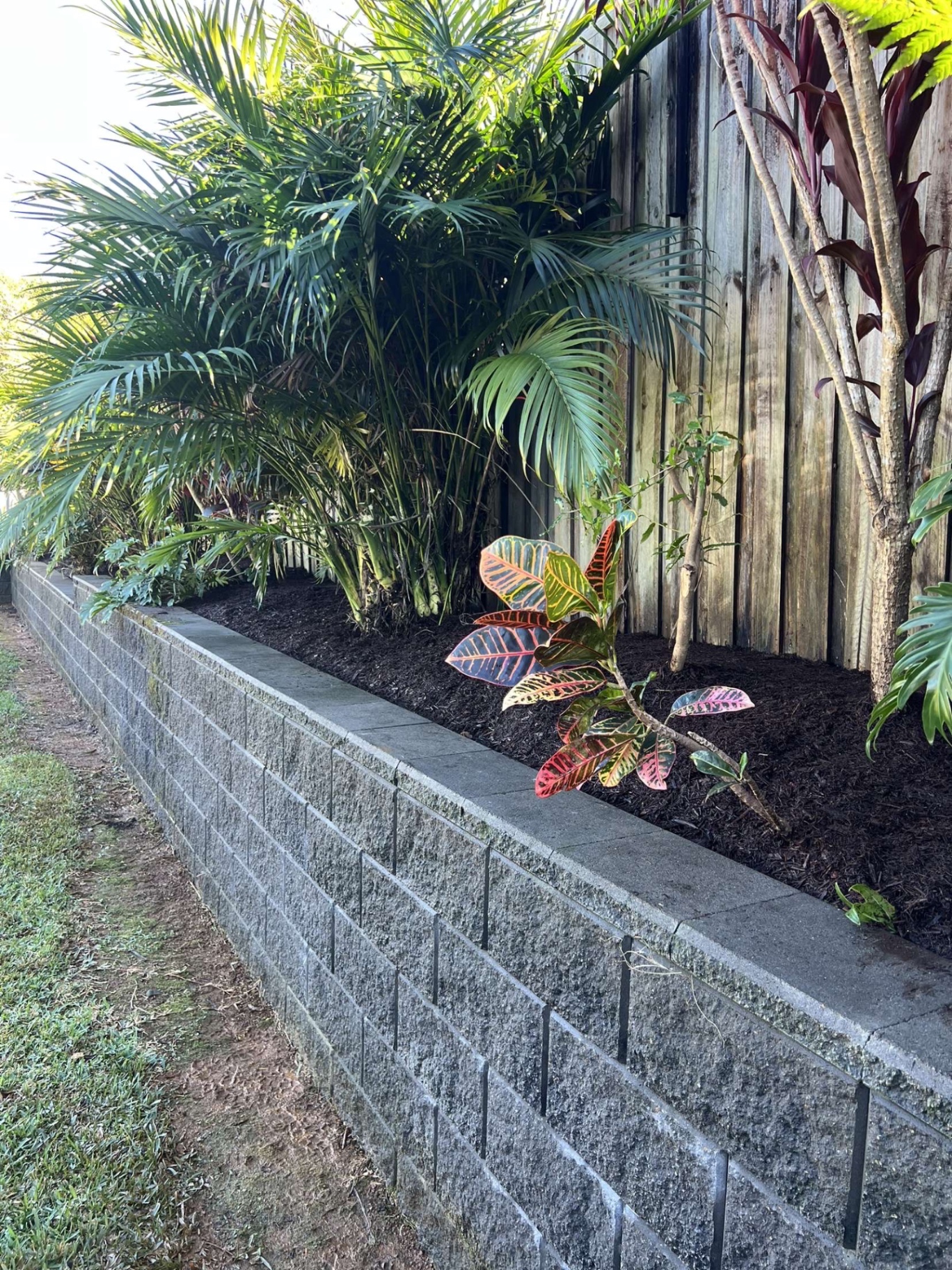 Raised concrete block garden bed along a timber fence, freshly mulched with palms, crotons and cordylines