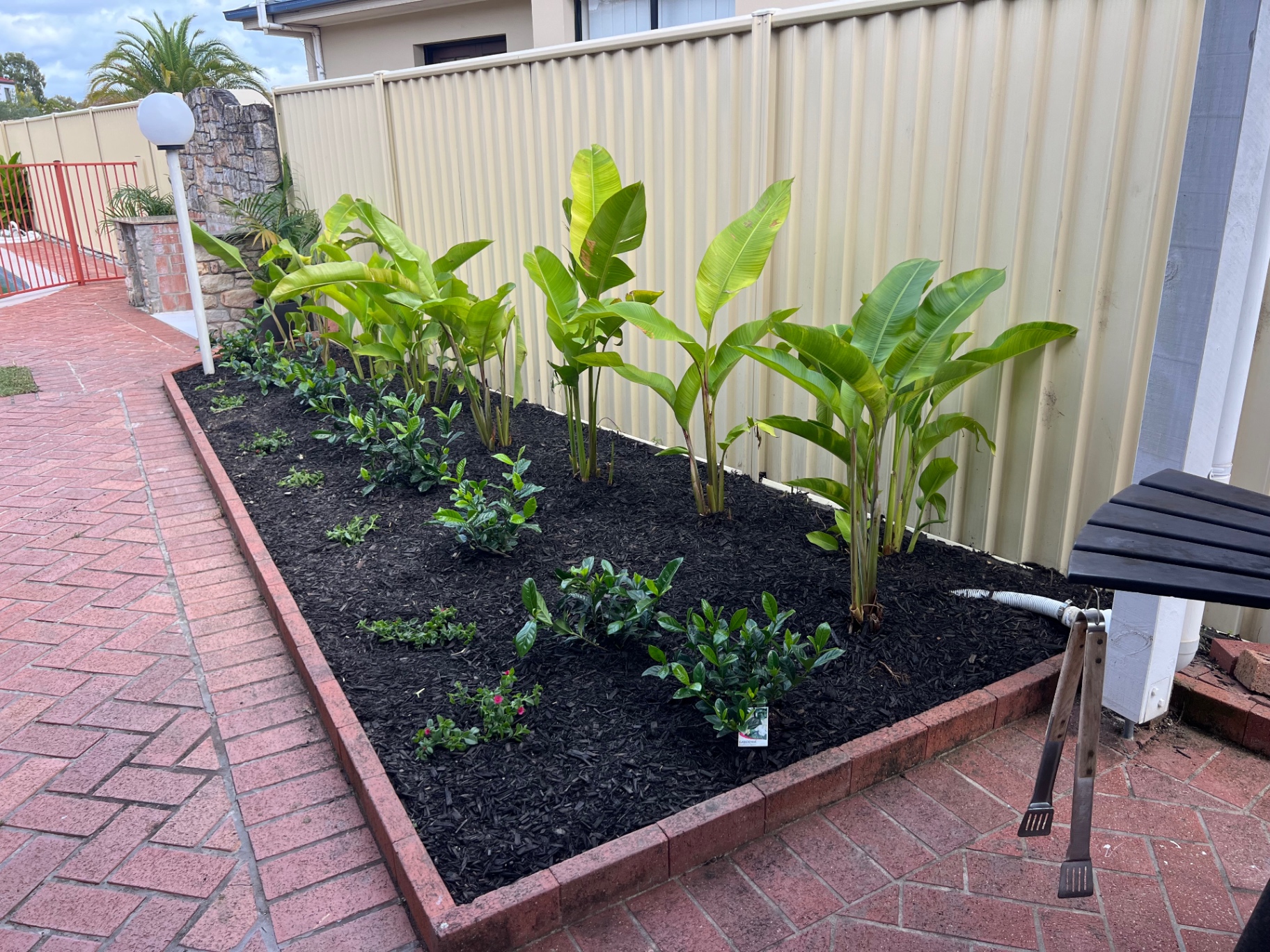 Newly planted garden bed with black mulch, gardenias and bird of paradise along a colourbond fence beside a brick paved path