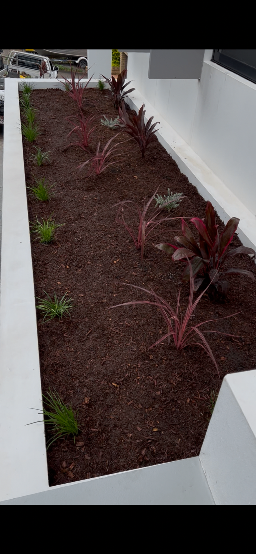 Long rendered planter box freshly planted with cordylines, native grasses and silver foliage in red-brown mulch