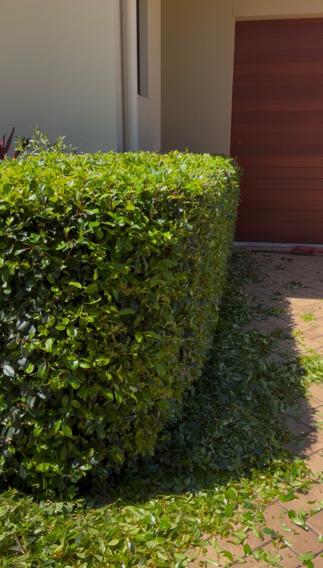 Freshly trimmed lilly pilly hedge beside a garage with clippings on the paving ready to be blown down